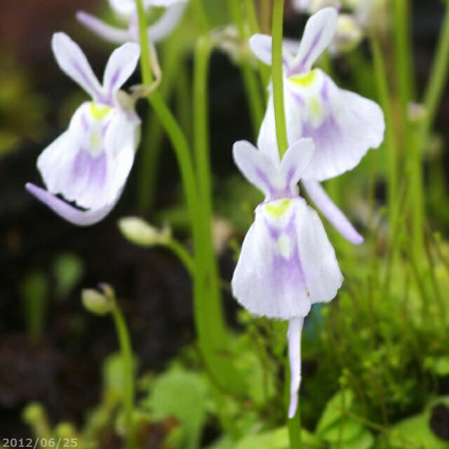 ミミカキグサ　ウサギゴケ　2.5号（7.5cmポット）【食虫植物】【湿生植物 腰水栽培】【初夏・夏・秋の植物】【珍奇植物　ビザール プランツ】