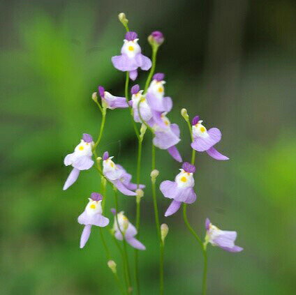 ミミカキグサ　クリオネ　2.5号（7.5cmポット）【夏～秋の植物】【湿生植物 腰水栽培】【食虫植物】【好日性植物】 【珍奇植物　ビザール プランツ】のサムネイル