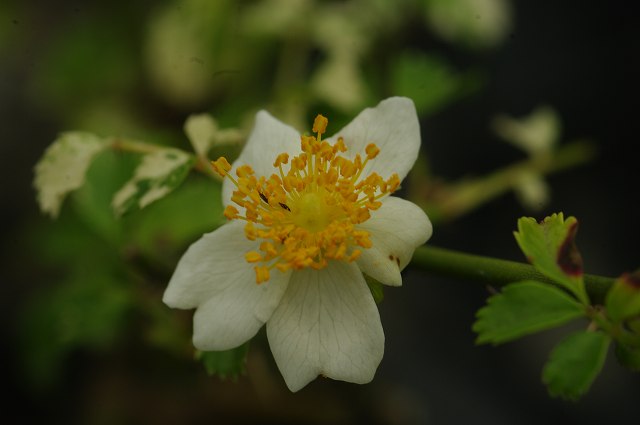 五色斑　ノイバラ　3.5号　【小型のバラ・ミニバラ・花木・好日性植物・原種のバラ・野生のバラ・山野草】【湿生植物 腰水栽培】