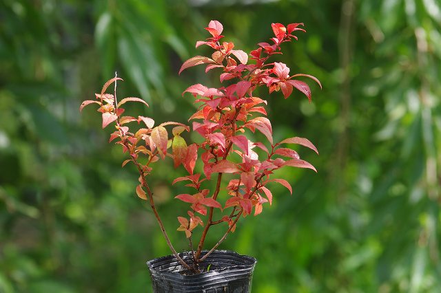 ナツハゼ　3.5号(10.5cmポット)　【盆栽素材】【ミニ 盆栽 苗】【苔玉素材】【寄せ植え】のサムネイル