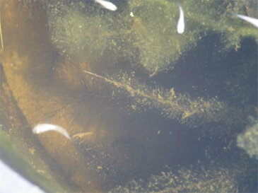 メダカ・金魚が喜ぶミジンコ休眠卵入り　「田土」　2L+「田土すまし液0.5L」【ミジンコ繁殖】 【用土・肥料】【荒木田・田んぼの土】