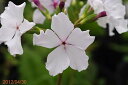 日本桜草銘品 青葉の光 2株 3号深ポット苗 【山草系夏半日...