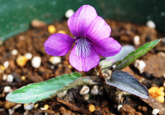 エビ茶スミレ　2.5号　【山草系宿根草】 【山野草】のサムネイル