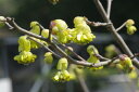 早春の花木　トサミズキ (高さ30-40cm)　3号ポット