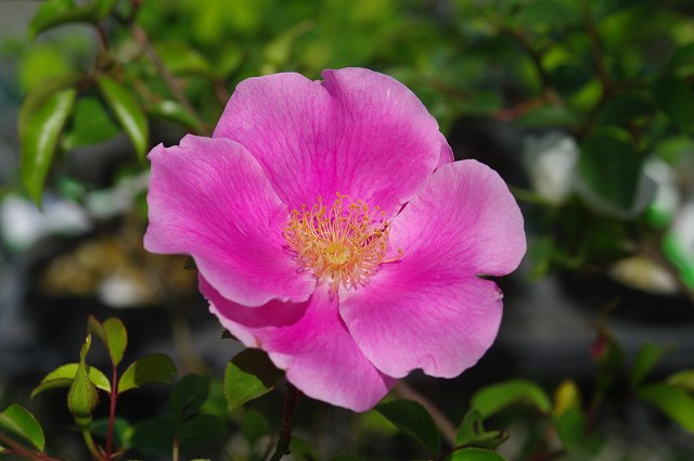 ハトヤバラ　6号（18cm）　【原種のバラ・野生のバラ・野薔薇】