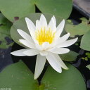 ビオトープに!温帯睡蓮 白花スイレン 「アルバ」 【裸苗】【肥料付】IB化成(バーティーラージ)10g入り2袋 【中型品種】【水生植物・浮葉植物】【睡蓮・すいれん】