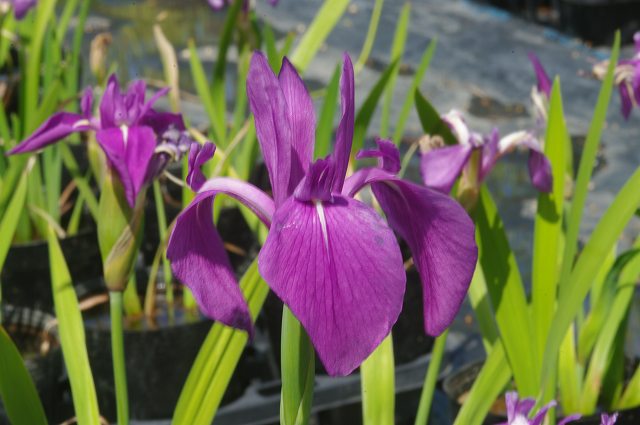 カキツバタ　玉の緒　4号深　【初夏の水生植物（抽水植物）】【好日性宿根草】