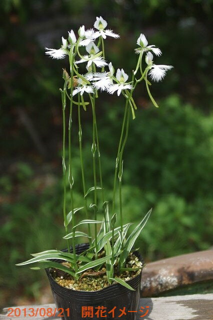 斑入りサギソウ（良球）　銀河（白覆輪）　20球　（Habenaria radiata white-margined）【球根販売】【冬期限定販売】【ラン科植物】【好日性植物】【8月の山野草】【湿生植物 腰水栽培】【ネコポス対応（代引不可）】