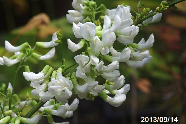 白花フタバハギ　3号(9cmポット)【野草系花木】【好日性植物】