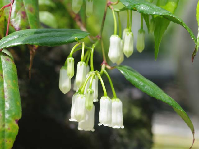 イワナンテン　2.5号(7.5cmポット)【山草系花木】【日陰の植物】