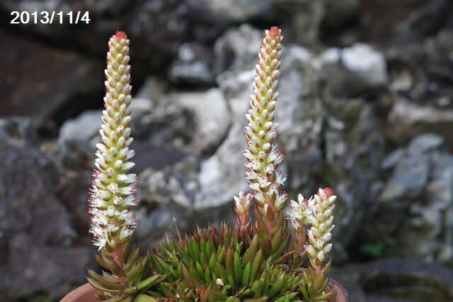 ツメレンゲ　3.5号　【日本の多肉植物】【秋の山野草】【好日性植物】【耐寒性冬期休眠型和の宿根草】【オロスタキス属】