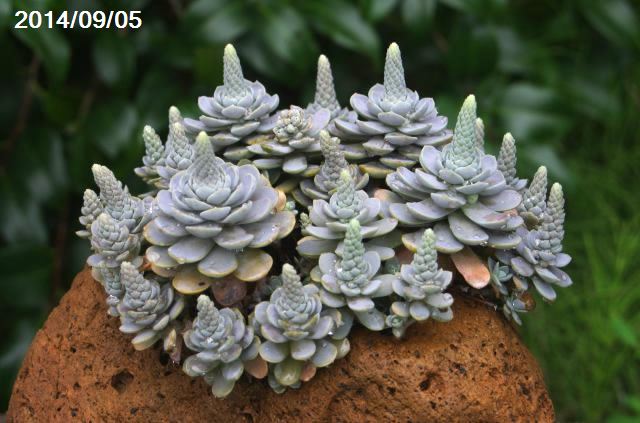 コモチレンゲ 2号【日本の多肉植物】【秋の山野草】【好日性植物】【耐乾性宿根草】【耐寒性冬期休眠型和の宿根草】【オロスタキス属】