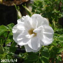 鉢花 バラの苗 白花八重咲 ハマナス 接木苗 6号(長期化成肥料付)【春の山野草】【花木】【好日性植物】【湿性植物】【野生のバラ】