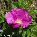 鉢花 バラの苗 ハマナス(四季咲) ローズピンク 一重咲き 接木苗 6号 (長期化成肥料付)【春の山野草】【花木】【好日性植物】【湿性植物】【原種のバラ 薔薇 ばら ローズ】【野生のバラ】