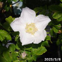 鉢花 バラの苗 ハマナス白花一重 接木苗 6号 (長期化成肥料付) 【春の山野草】【花木】【好日性植物】【湿性植物】【原種のバラ 薔薇 ばら ローズ】【野生のバラ】