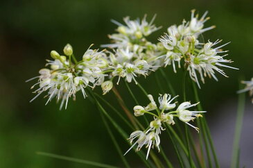 秋の山野草　白花ミヤマラッキョウ　2.5号(7.5cmポット)【野草系好日性球根】