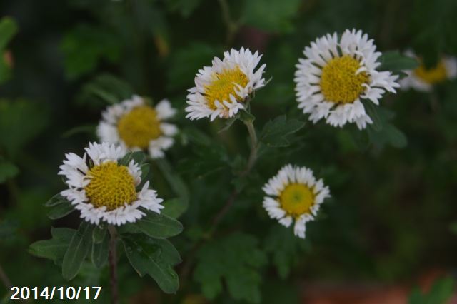 管咲リュウノウギク　富士の矢車　3号（9cmポット）　【秋の山野草】【野草系好日性宿根草】【茶花】のサムネイル
