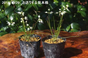 秋の山野草　白花ミヤマラッキョウ　2.5号(7.5cmポット)【野草系好日性球根】