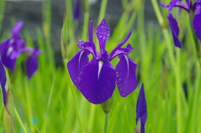 カキツバタ　鶴の舞　4号深　【初夏の水生植物（抽水植物）】【好日性宿根草】