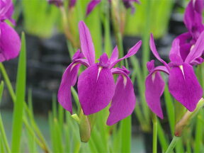 カキツバタ　朝の袖　4号深　【初夏の水生植物（抽水植物）】【好日性宿根草】