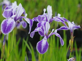 カキツバタ 鷲の尾 4号深　【初夏の水生植物（抽水植物）】【好日性宿根草】