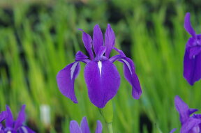 カキツバタ　村雨　4号深　【初夏の水生植物（抽水植物）】【好日性宿根草】