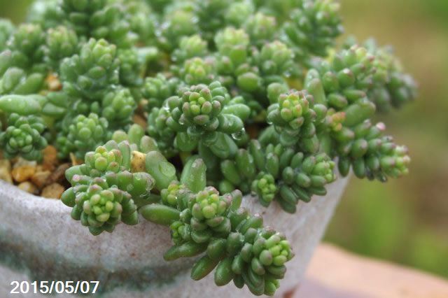 セダム　白花タイトゴメ（シロバナタイトゴメ）　3号【日本の多肉植物】【野草系好日性宿根草】【旧セダム　マンネングサ属】のサムネイル
