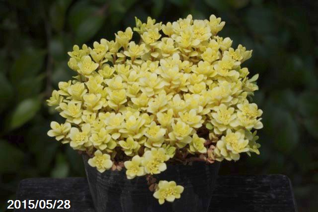 セダム　斑入りオウゴンマルバマンネングサ　(黄金丸葉万年草)(オーレア)　2.5号【日本の多肉植物】【野草系好日性宿根草】【旧セダム　マンネングサ属】のサムネイル