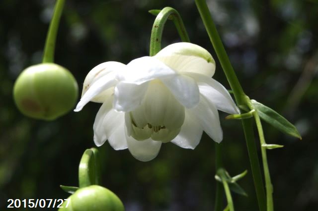 【科名】キンポウゲ科 【花期】7月〜8月 【花色】花色はやや紫系と白花系の2種類が咲くようです。 1.近年専門のナーセリーが八重咲種の交配育種をするようになりました。 2.毎年、八重咲種の種子を採種、育成した結果、並花を選別し、八重咲性の個体を更に培養。 3.販売に供する株は充分にナーセリーにて培養されるに及び、大体良株が揃って入荷しております。 4.弊園では花茎が伸長する6月頃より開花後の秋まで、花茎が2本立を良株、花茎が1本立を開花株として 販売させていただいております。 5.実生生産品ですが、概ね良株が入荷しますが、年によっては株の充実が今一歩のものも含まれます。 花茎が花の重みで垂れ下がるものもでてきます。 育て方 1)自生地はかなりの深山にあると思われ、かなりの日陰で、つまり森林の下草として育っているかと思います。 2)都会では? 　山のような涼しさは無く、気温の高い熱帯夜といわれる頃に咲きます。 　それにて葉焼けしやすく、限りなく日陰にて葉焼けの元となる直射光線は 　終日避ける栽培方法を考えてください。 3)葉焼けしなくとも、気温が高く生育不良となりますと、開花期　花茎が素直に伸びず、ケロイド状態となり、レンゲショウマのすっきりとした感じが出なくなりますので注意して下さい。 4)8月に咲く山草の代表種ともいえるレンゲショウマですが、耐暑性は無いといえるのではと思います。 　京都の暑さの中で、15000ルックスが何とか育つ明るさのようです。理想的には10000ルックスではと思います。 5)元来丈夫な植物ですので、春植え替え、肥料を定期的に施せばよく育つ植物です。 　夏の遮光だけを注意して下さい。 山野草の育て方　一般管理法、山草系を参照 山野草の育て方（解説中）を必ず参照して下さい。 育て方が上手になるのではと思います。 【画像説明】 2枚目　2013年8月9日撮影　白花系 3枚目　2013年8月9日撮影　紫花系 4枚目　2015年7月3日撮影　お送りする見本株 ■（有）日本山草　山草展