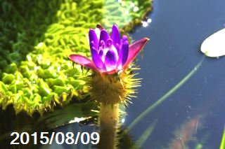 夏～秋の水生植物　オニバス　5号　【浮葉植物】【ビオトープ】【一年草】 _mksのサムネイル