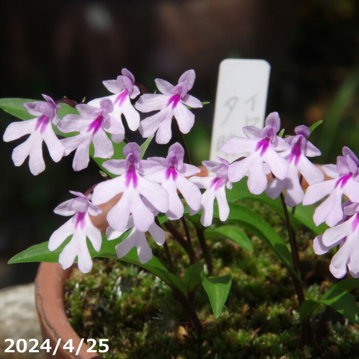 【現品一点物No.7522】山野草　イワチドリ　「夕映」　大小10本【ラン科植物・地生ラン・小型野生ラン】【耐寒性夏半日陰の多年草】【初夏の山野草】