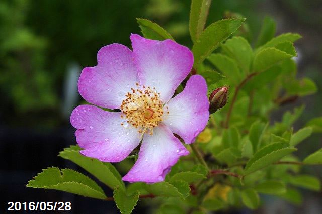 サクラノイバラ　3号（9cm）　【小型のバラ・ミニバラ・花木・好日性植物・原種のバラ・野生のバラ・山野草】【湿生植物 腰水栽培】