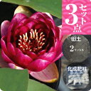 温帯スイレン 「オールモストブラック」(中型) 3点セット【裸苗+田土2L+すまし液0.5L+肥料】【水生植物・浮葉植物】【睡蓮・すいれん】
