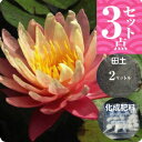 温帯スイレン 「グレッグスオレンジビューティー」(中型) 3点セット【裸苗+田土2L+すまし液0.5L+肥料】【水生植物・浮葉植物】【睡蓮・すいれん】