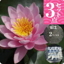 【20%OFFクーポン対象 ~9/11】温帯スイレン 「フレンミア」(中型) 3点セット【裸苗+田土2L+すまし液0.5L+肥料】【水生植物・浮葉植物】【睡蓮・すいれん】