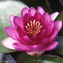 温帯スイレン 赤花スイレン 「レッドセンセーション」(小型)【裸苗販売】【肥料付】IB化成(バーティーラージ)10g入り2袋 【水生植物・浮葉植物】【睡蓮・すいれん】