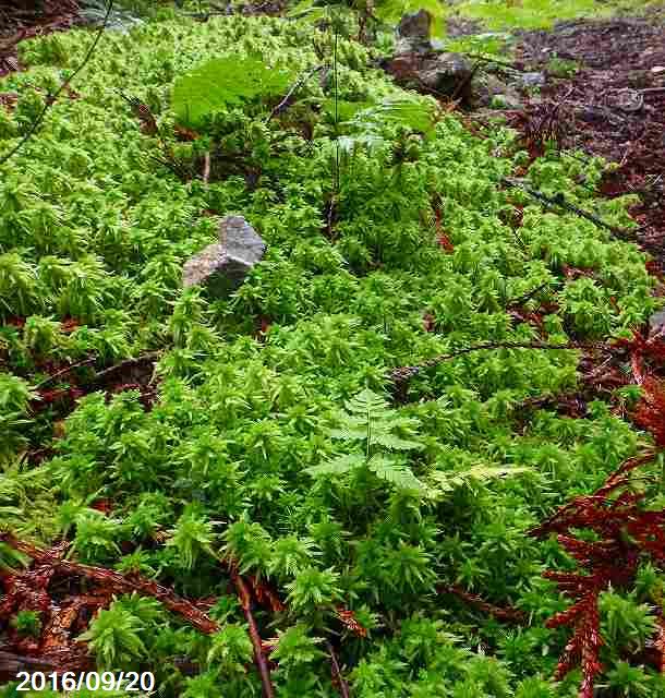 生ミズゴケ (栽培品) 2L 袋詰め【日陰向きの苔】【日陰の湿生植物】【テラリウム・苔盆栽・山野草・食..