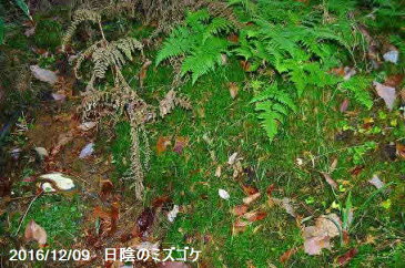 生ミズゴケ　(栽培品)　1L 袋詰め 【日陰向きの苔】【日陰の湿生植物】【テラリウム・苔盆栽・山野草・食虫植物・ラン・蘭】【生水苔・生水蘚・生みずごけ】