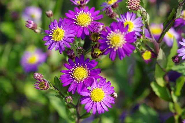 秋の山野草　エゾノコンギク　3号（9cmポット）【野草系好日性宿根草】のサムネイル