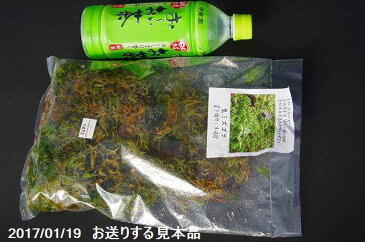 生ミズゴケ　(栽培品)　1L 袋詰め 【日陰向きの苔】【日陰の湿生植物】【テラリウム・苔盆栽・山野草・食虫植物・ラン・蘭】【生水苔・生水蘚・生みずごけ】