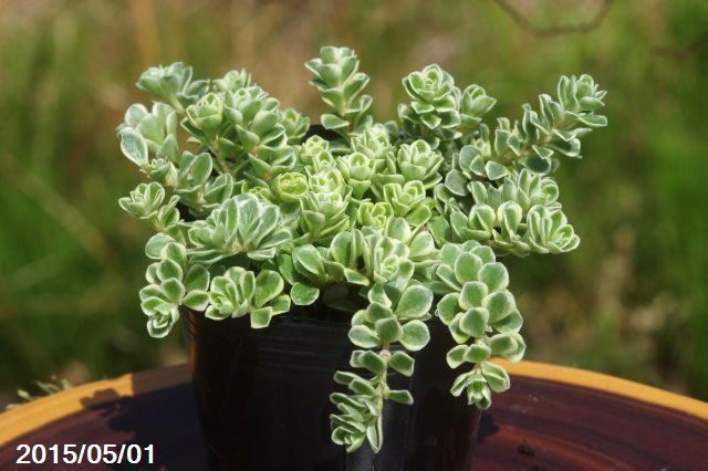 セダム　マキノイバリエガーター　(斑入り覆輪マルバマンネングサ)　2.5号【日本の多肉植物】【野草系好日性宿根草】【半耐寒性宿根草】【旧セダム　マンネングサ属】のサムネイル