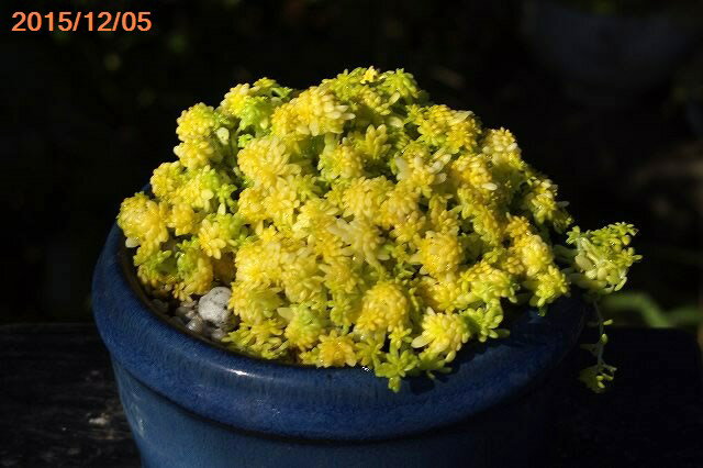 セダム　斑入りオウゴンホソバマンネングサ　(斑入り黄金細葉万年草)(斑入り黄虎斑メノマンネングサ)　2.5号【外国の多肉植物】【野草系好日性宿根草】【旧セダム　マンネングサ属】のサムネイル