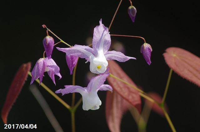 イカリソウ　オギスイ・ディアン　3.5号(10.5cmポット)　　【海外の原種】【山野草】【春の山野草】【..