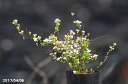 【春の花木】 ヒメユキヤナギ　2.5号(7.5cmポット)　【盆栽素材】【ミニ 盆栽 苗】【苔玉素材】【小山飾り素材】