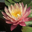 温帯スイレン グレッグスオレンジビューティー (中型) 【裸苗販売】【肥料付】IB化成(バーティーラージ)10g入り2袋 【水生植物・浮葉植物】【睡蓮・すいれん】