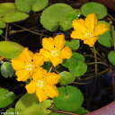 メダカが喜ぶミジンコ入り 濃色アサザ 夕日 4号(12cmポット) 【肥料付】IB化成(バーティーラージ)10g入り1袋 【初夏~秋の水生植物】【ビオトープ】【水生植物・浮葉植物】【耐寒性宿根草】 _mks