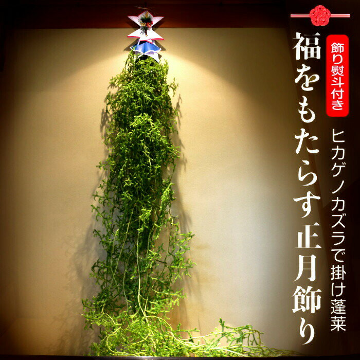 【予約販売 12月初旬より発送】本格的な掛蓬莱 「京の雅」(大) ヒカゲノカズラ（熨斗飾り付き） 2m×6本使用【正月飾り 材料 床飾り 蓬莱飾り 宝来飾り 掛蓬莱 掛け蓬莱】【クリスマス 手作り 新年 縁起物 神事 生花 切り花 切花 玄関】【シダ】【日陰蔓】【送料無料】