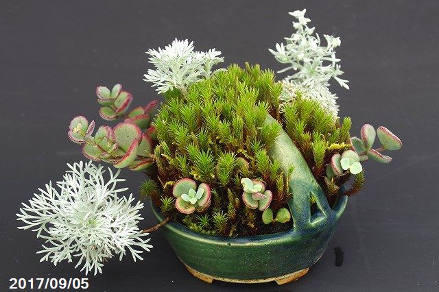 楽天市場】山野草 寄せ植え(植木鉢・プランター|ガーデニング 楽天市場】山野草 寄せ植え(植木鉢・プランター|ガーデニング
