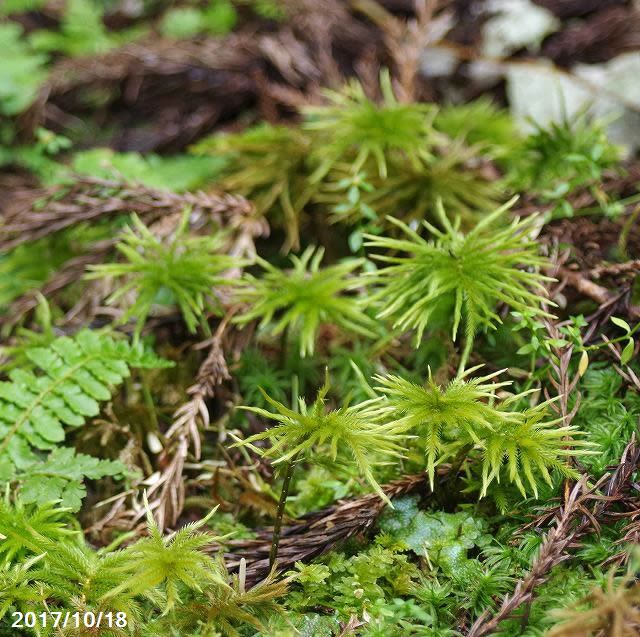 奈良大峰山系　コウヤノマンネングサ　根巻苗(5～6本＋おまけ4～5本)　【苔テラリウム・苔ボトリウム】【日陰の湿生植物】【非耐暑性耐陰性の苔】【山野草】 _so▲