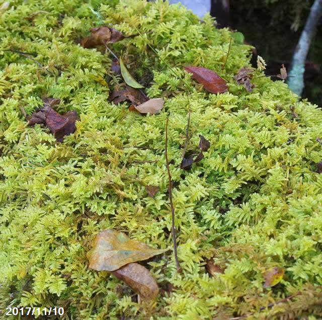 【京の苔】天然ハイゴケ　中（M）パック（外径22.8cm×15.5cm）(苔玉2～2.5個分) 【夏半日陰のコケ】【戸外栽培用の苔玉】【苔テラリウム】